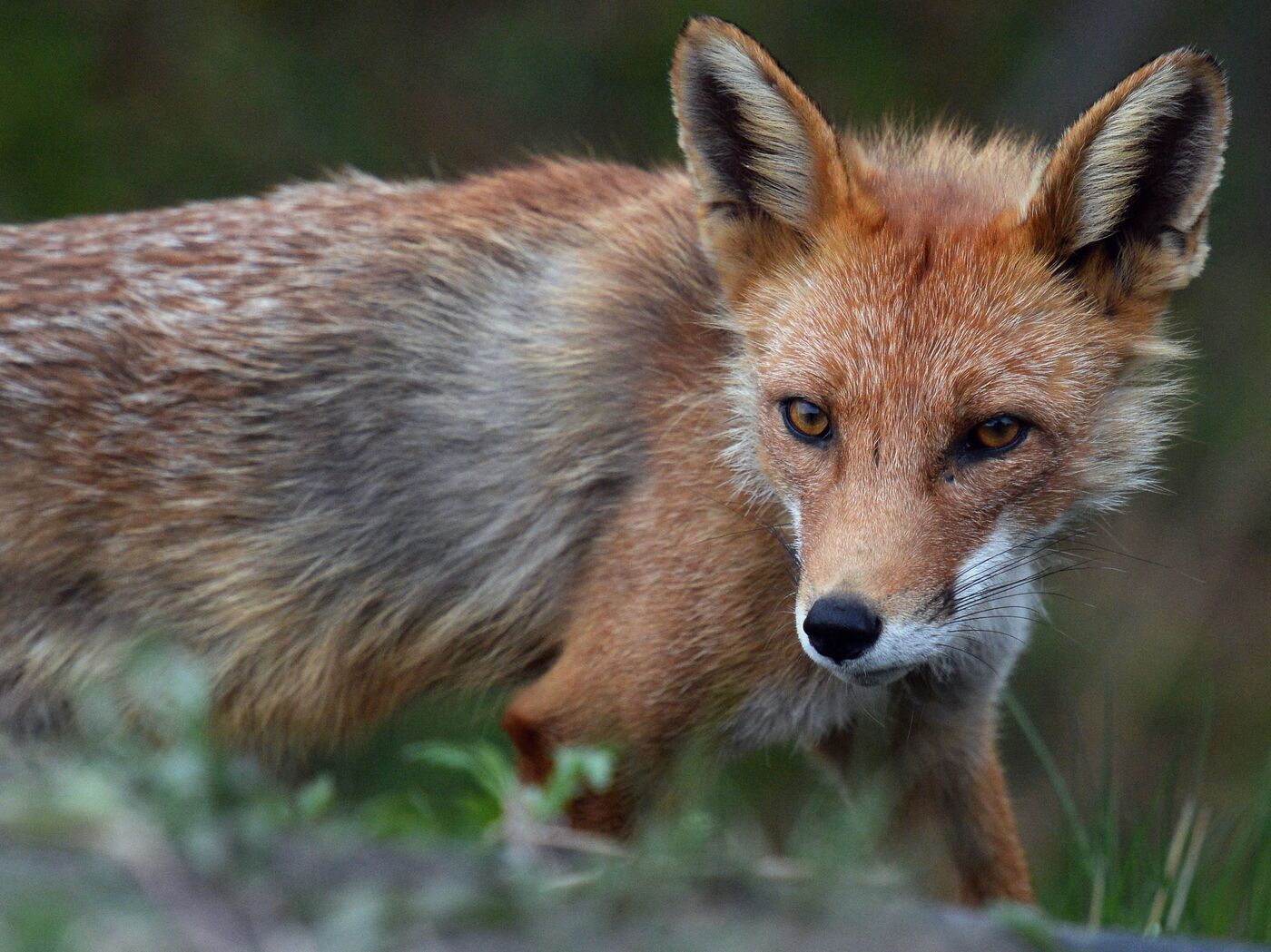 В Беларуси фиксируется рост числа случаев бешенства среди животных