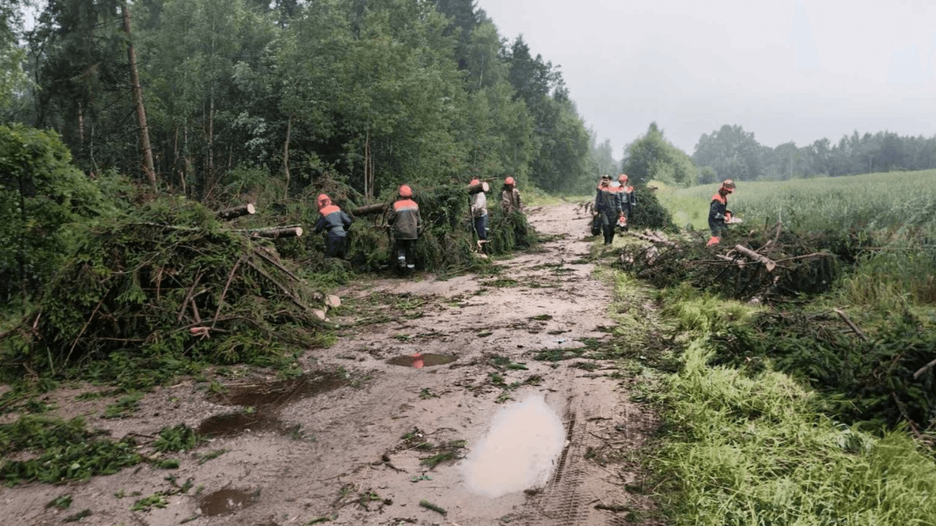 Ураган уничтожил 150 гектаров леса в Гродненской области