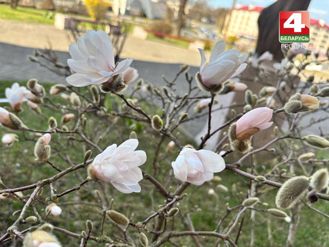 В Гродно у Бернардинского костела зацвела магнолия
